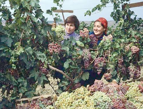 Дагестан. Молодежь работает на винограднике. 1980-е - 1990-е гг. Фото с официального сайта Президента Республики Дагестан www.president.e-dag.ru Дагестан. Молодежь работает на винограднике. 1980-е - 1990-е гг. Фото с официального сайта Президента Республики Дагестан www.president.e-dag.ru