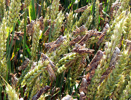 Саранча на зеленых колосьях пшеницы в Левокумском районе. Фото: Надежда Бабенко,  http://www.stapravda.ru