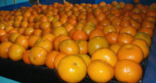 Мандарины. Фото: http://fruitinfo.ru/people/gallery/?id=20739 Мандарины. Фото: http://fruitinfo.ru/people/gallery/?id=20739