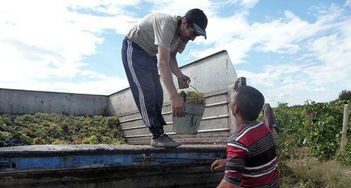 Сбор урожая винограда. Армения, октябрь 2016 г. Фото Армине Мартиросян для "Кавказского узла" Сбор урожая винограда. Армения, октябрь 2016 г. Фото Армине Мартиросян для "Кавказского узла"