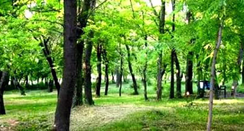 Пионерская роща в Новороссийске. 
Фото: http://novorossportal.ru/news/pionerskaya-roshha-utverzhdaet-svoi-granicy/