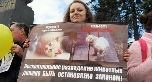 Плакат участницы пикета в защиту животных
Фото Константина Волгина для "Кавказского узла" Плакат участницы пикета в защиту животных
Фото Константина Волгина для "Кавказского узла"