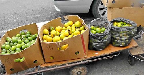 Продажа цитрусовых на российско-абхазской границе. Фото Анны Грицевич для "Кавказского узла" Продажа цитрусовых на российско-абхазской границе. Фото Анны Грицевич для "Кавказского узла"