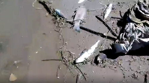Погибшая рыба около лодочной станции в Астрахани. Фото: кадр из видео https://www.facebook.com/yugtrans/posts/1893181954047127 Погибшая рыба около лодочной станции в Астрахани. Фото: кадр из видео https://www.facebook.com/yugtrans/posts/1893181954047127