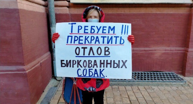 Зоозащитница проводит одиночный пикет у здания администрации Астраханской области. 20 ноября 2020 года. Фото Алены Садовской для "Кавказского узла" Зоозащитница проводит одиночный пикет у здания администрации Астраханской области. 20 ноября 2020 года. Фото Алены Садовской для "Кавказского узла"