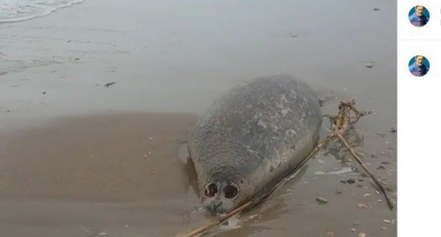 Труп тюленя на берегу Каспийского моря. Фото: скриншот с видео на странице nikomagomedov_ziyavdin в Instagram https://www.instagram.com/nikomagomedov_ziyavdin/ Труп тюленя на берегу Каспийского моря. Фото: скриншот с видео на странице nikomagomedov_ziyavdin в Instagram https://www.instagram.com/nikomagomedov_ziyavdin/