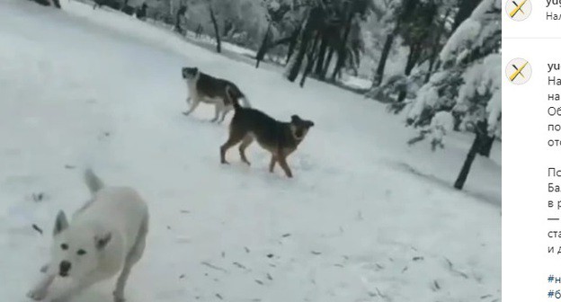 Нападение бродячих собак в Нальчике. Фото: скриншот со страницы patriot_kbr в Instagram https://www.instagram.com/p/CJBID--FpQyKDqSeGzydzDARG8Lsl6OFF19_as0/ Нападение бродячих собак в Нальчике. Фото: скриншот со страницы patriot_kbr в Instagram https://www.instagram.com/p/CJBID--FpQyKDqSeGzydzDARG8Lsl6OFF19_as0/