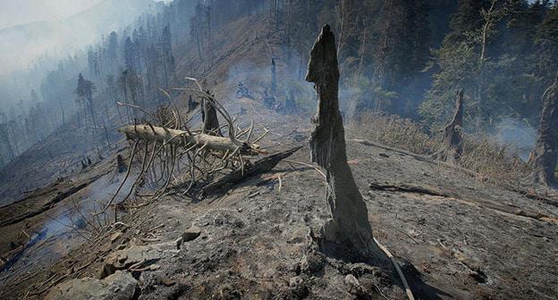 Последствия лесного пожара. Фото https://ru.armeniasputnik.am Последствия лесного пожара. Фото https://ru.armeniasputnik.am