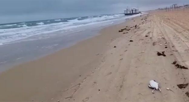 Мертвая птица на побережье в Анапе. Кадр видео в Instagram-паблике "Типичный Краснодар" https://www.instagram.com/p/CLPQ6SxCuPz/ Мертвая птица на побережье в Анапе. Кадр видео в Instagram-паблике "Типичный Краснодар" https://www.instagram.com/p/CLPQ6SxCuPz/