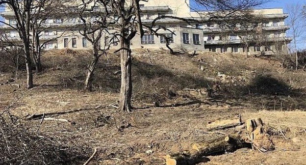 Срубленное дерево возле санатория "Электрон". Фото: пресс-служба мэрии Нальчика Срубленное дерево возле санатория "Электрон". Фото: пресс-служба мэрии Нальчика