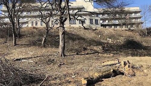 Срубленное дерево возле санатория "Электрон". Фото: пресс-служба мэрии Нальчика Срубленное дерево возле санатория "Электрон". Фото: пресс-служба мэрии Нальчика
