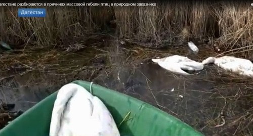 Мертвые лебеди в Аграханском заливе. Дагестан. 4 марта 2021 г. Фото: скриншот "Первый канал" https://www.1tv.ru/news/2021-03-04/402605-v_dagestane_razbirayutsya_v_prichinah_massovoy_gibeli_ptits_v_prirodnom_zakaznike Мертвые лебеди в Аграханском заливе. Дагестан. 4 марта 2021 г. Фото: скриншот "Первый канал" https://www.1tv.ru/news/2021-03-04/402605-v_dagestane_razbirayutsya_v_prichinah_massovoy_gibeli_ptits_v_prirodnom_zakaznike