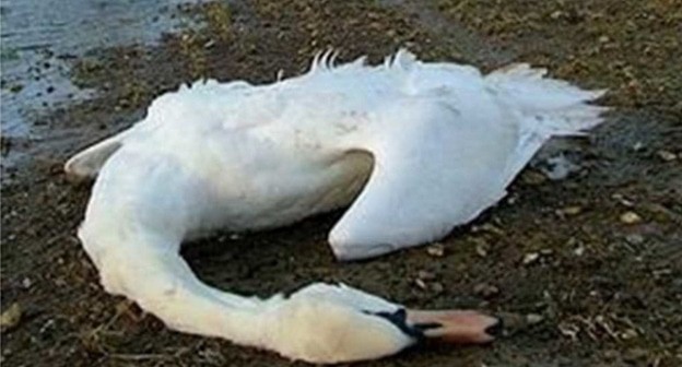 Метрвый леюбедь, фото: ВГТРК "Ставрополье", https://stavropolye.tv/news/146453?utm_source=yxnews&utm_medium=desktop&utm_referrer=https%3A%2F%2Fyandex.ru%2Fnews Метрвый леюбедь, фото: ВГТРК "Ставрополье", https://stavropolye.tv/news/146453?utm_source=yxnews&utm_medium=desktop&utm_referrer=https%3A%2F%2Fyandex.ru%2Fnews