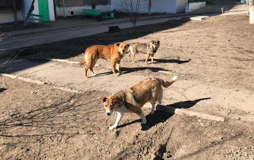 Собаки в Красном Сулине. Фото Вячеслава Прудникова для "Кавказского узла". Собаки в Красном Сулине. Фото Вячеслава Прудникова для "Кавказского узла".