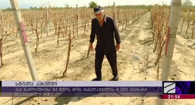 Поврежденный градом виноградник в Кахетии. Стопкадр из ролика на сайте телеканала "Рустави-2" https://www.rustavi2.ge/ka/news/208006 Поврежденный градом виноградник в Кахетии. Стопкадр из ролика на сайте телеканала "Рустави-2" https://www.rustavi2.ge/ka/news/208006