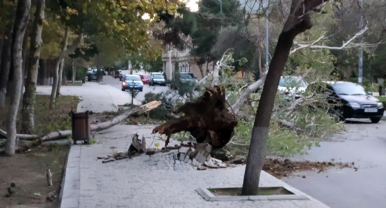 Ветер повалил деревья в Баку. Фото: Самир Али https://www.trend.az/azerbaijan/incident/3510428.html Ветер повалил деревья в Баку. Фото: Самир Али https://www.trend.az/azerbaijan/incident/3510428.html