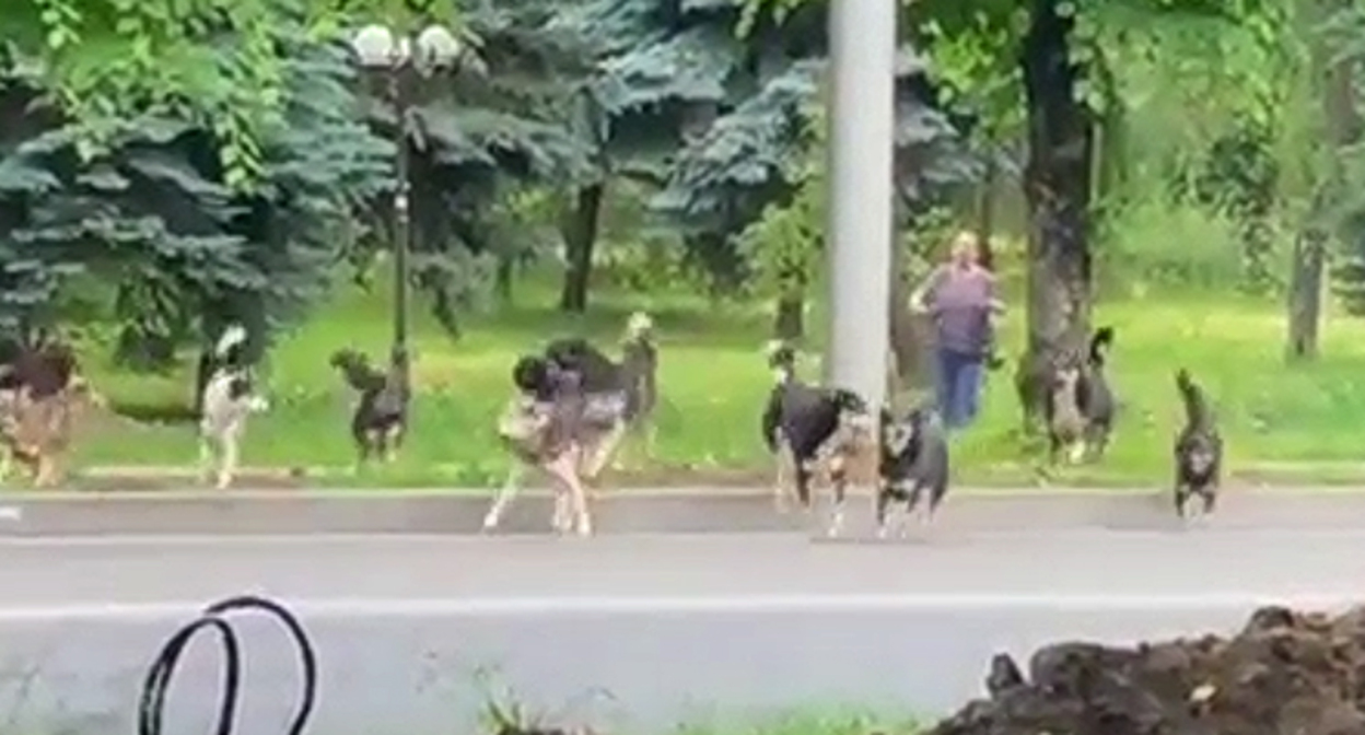 Стая бродячих собак в Нальчике. Кадр видео в Instagram*-паблике «Голос КБР» https://www.instagram.com/p/CeapAdLDAvR/ Стая бродячих собак в Нальчике. Кадр видео в Instagram*-паблике «Голос КБР» https://www.instagram.com/p/CeapAdLDAvR/