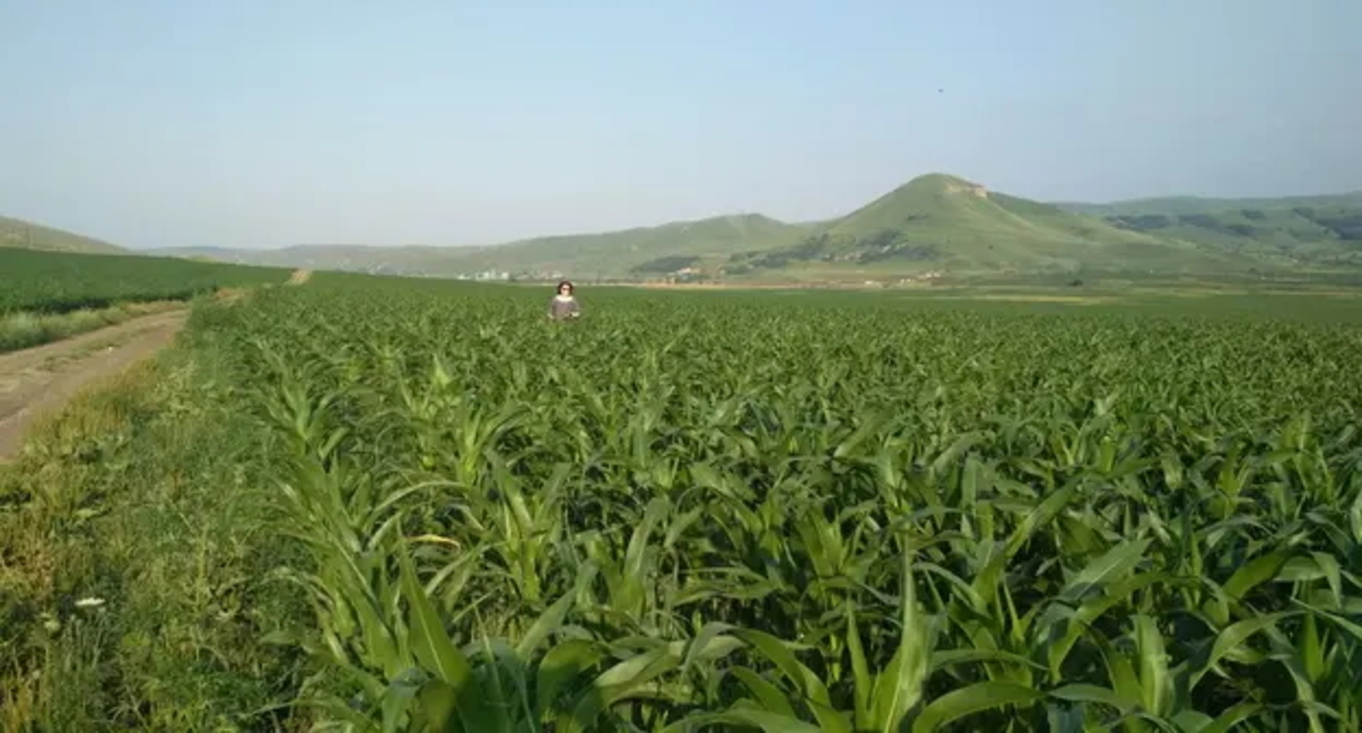 Кукурузное поле.
Фото Людмилы Маратовой для "Кавказского узла" Кукурузное поле.
Фото Людмилы Маратовой для "Кавказского узла"