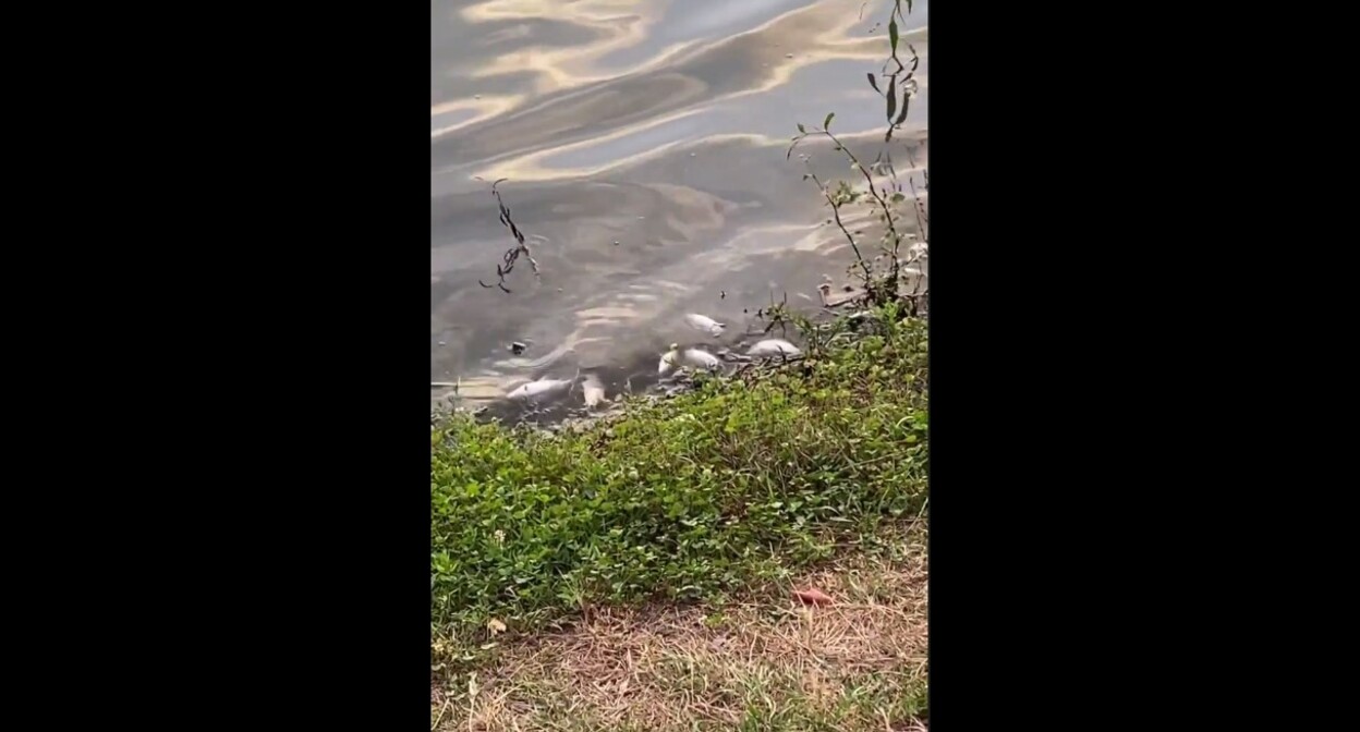 Мертвая рыба в пруду в центре Назрани. Стопкадр из видео https://t.me/news_ingushetii1/9890 Мертвая рыба в пруду в центре Назрани. Стопкадр из видео https://t.me/news_ingushetii1/9890