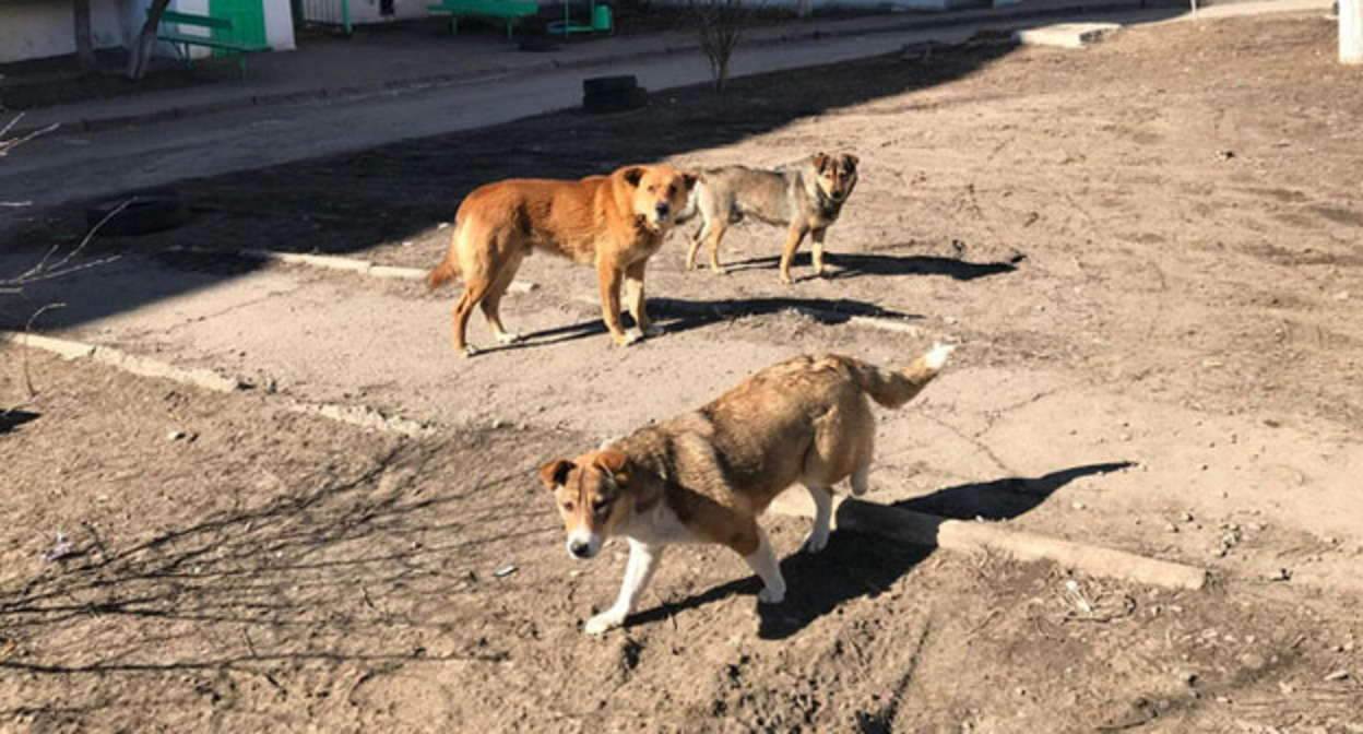 Бродячие собаки. Фото Вячеслава Прудникова для "Кавказского узла". Бродячие собаки. Фото Вячеслава Прудникова для "Кавказского узла".