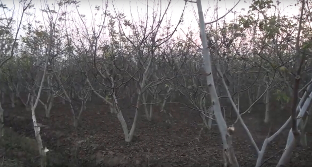 Заброшенный ореховый сад. Стоп-кадр видео канала "Стильные сады". https://www.youtube.com/watch?time_continue=16&v=xC_SdEsYwt8&feature=emb_logo Заброшенный ореховый сад. Стоп-кадр видео канала "Стильные сады". https://www.youtube.com/watch?time_continue=16&v=xC_SdEsYwt8&feature=emb_logo