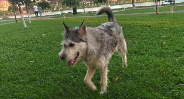 Бродячая собака в Батуми, фото: nlevshits.com Бродячая собака в Батуми, фото: nlevshits.com