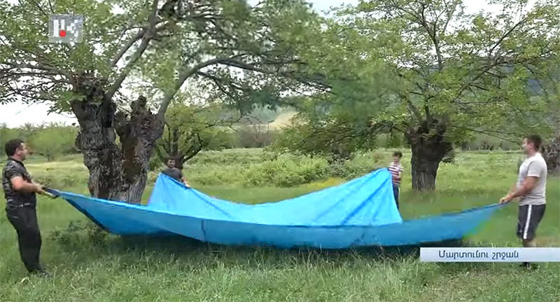 Сбор туты в Нагорном Карабахе. Стопкадр из видео https://www.youtube.com/watch?v=kswbQGlo5UU Сбор туты в Нагорном Карабахе. Стопкадр из видео https://www.youtube.com/watch?v=kswbQGlo5UU