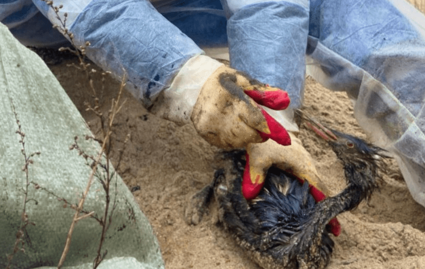 Чомга в мазуте в руках у волонтера. Скриншот фото из Telegram-канала оперштаба Кубани от 03.01.24, https://t.me/opershtab23/9769?single.

