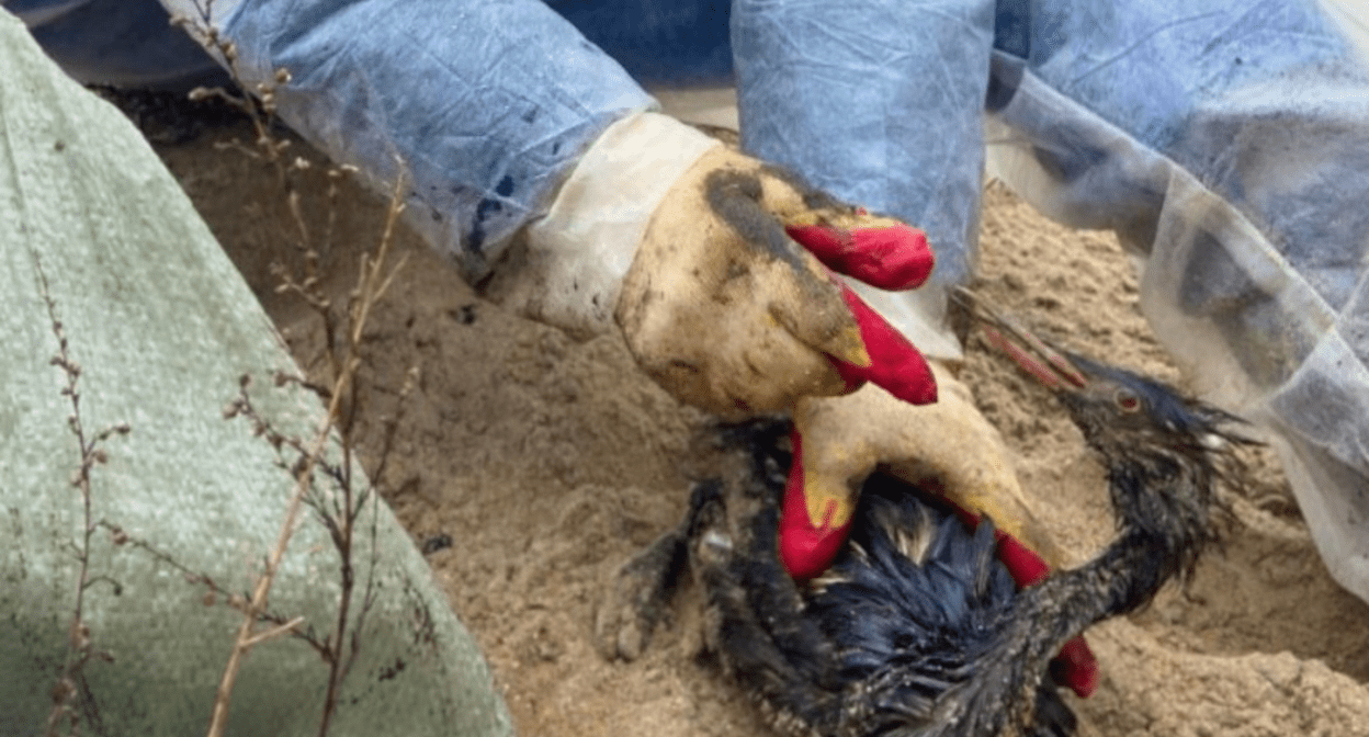 Чомга в мазуте в руках у волонтера. Скриншот фото из Telegram-канала оперштаба Кубани от 03.01.24, https://t.me/opershtab23/9769?single.

