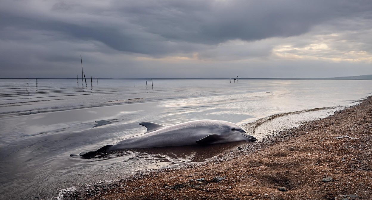 Дельфин на берегу моря. Иллюстрация создана «Кавказским узлом» с помощью ИИ в программе Photoshop
