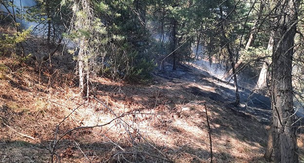 Последствие лесного пожара. 1 апреля 2025 г. Фото: t.me/uncukulskyraion/10595