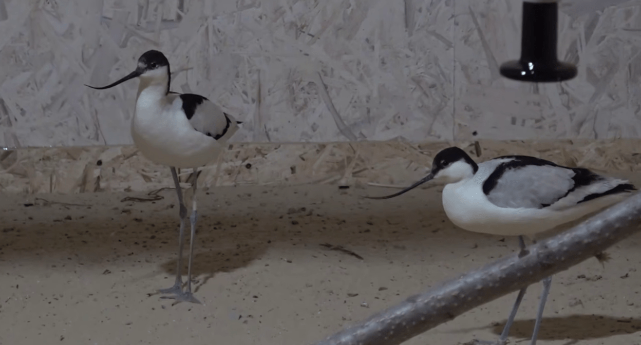 Птицы проходят реабилитацию в центре на Жемчужной, 9. Стоп-кадр видео оперштаба Краснодарского края от 01.04.25, https://t.me/opershtab23/13052?single.