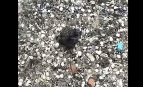 Новые выбросы на Центральном леченом пляже в Анапе. Стоп-кадр видео из Telegram-канала Юрия Озаровского от 13.04.25, https://t.me/MoreOz/93631.