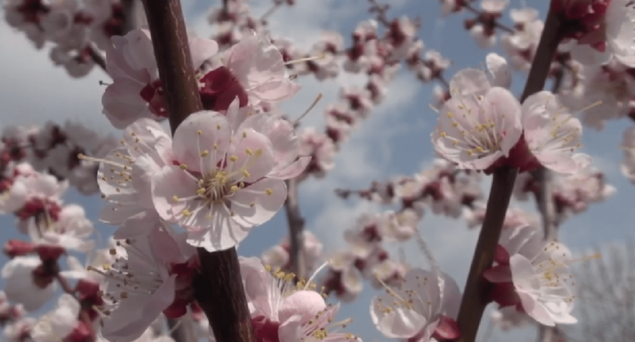 Цветение абрикосов. Стоп-кадр видео  сообщества "Сады России" "ВКонтакте". https://vk.com/video-44893922_456240598.