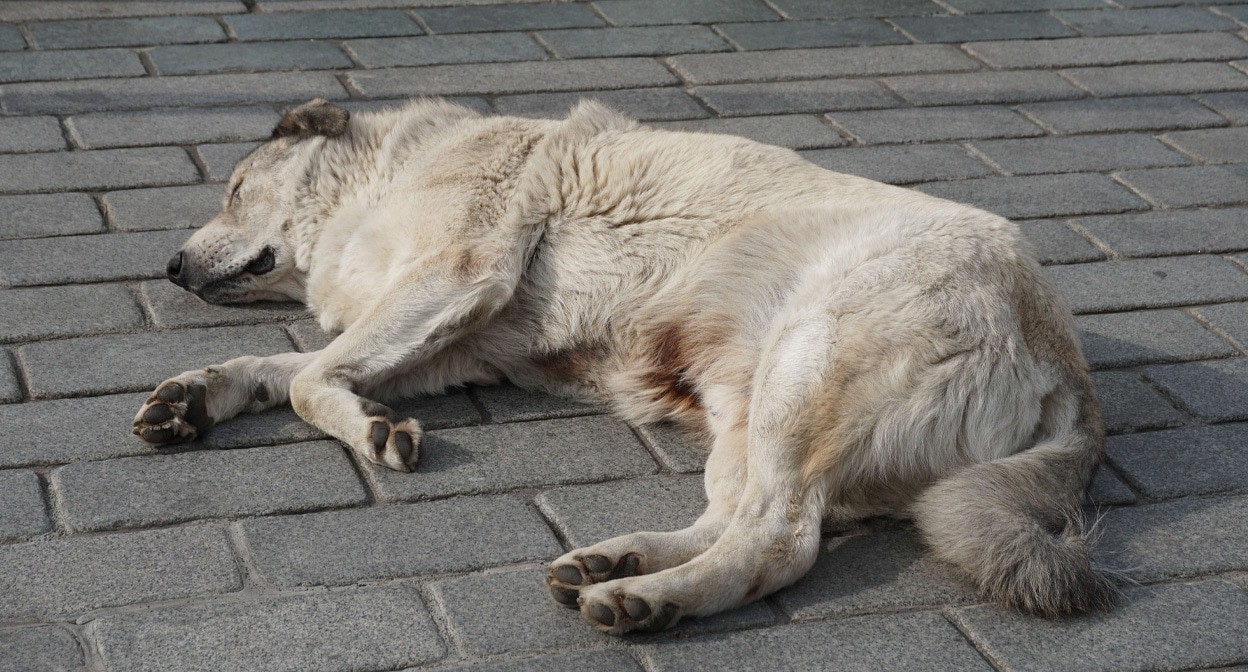 Бездомная собака. Фото "Кавказского Узла"