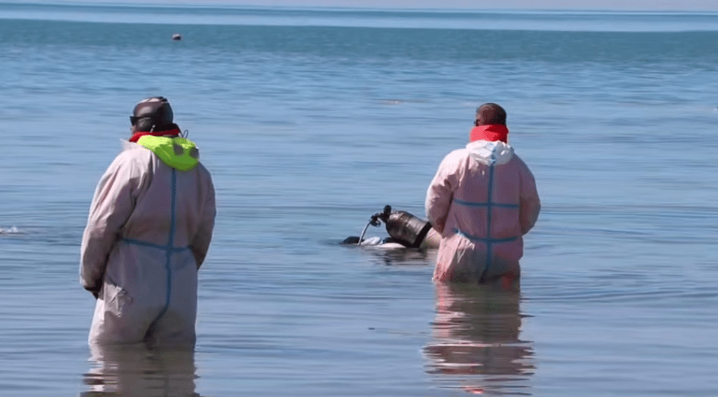 Водолаз погружается в воду. Стоп-кадр видео оперштаба Краснодарского края от 24.05.25, https://t.me/opershtab23/13521.