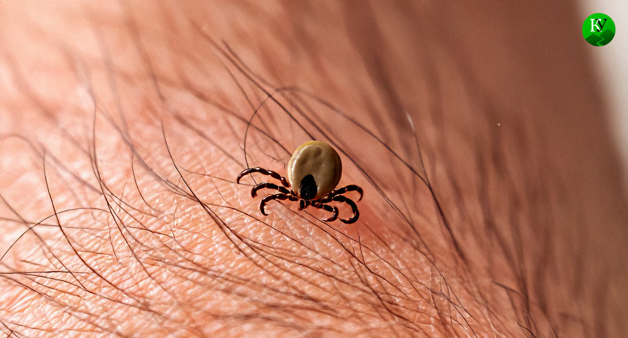 Клещ. Иллюстрация создана «Кавказским узлом» с помощью ИИ в программе Copilot