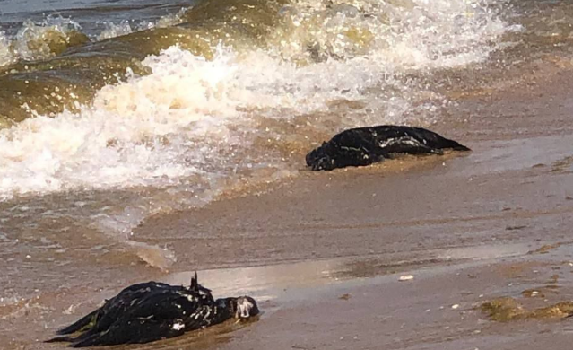 Тушки бакланов в Витязево. Скриншот фото из Telegram-канала "Маковозовы" от 08.07.25, https://t.me/makovozovy/40260.