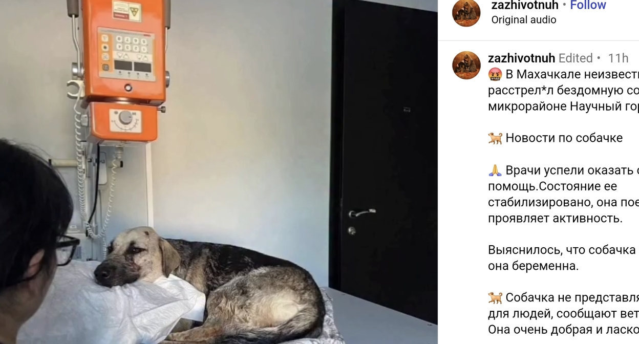 Собака, раненная в Махачкале. Скриншот публикации zazhivotnuh
 / Instagram*