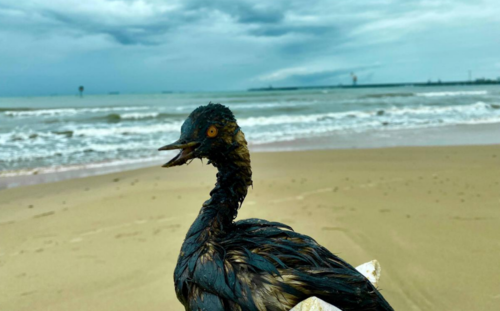 Испачканная в мазуте птица у поселка "Волна". Скриншот фото штаба "Дельфины" от 11.10.25, https://t.me/shtab_delfin/1293