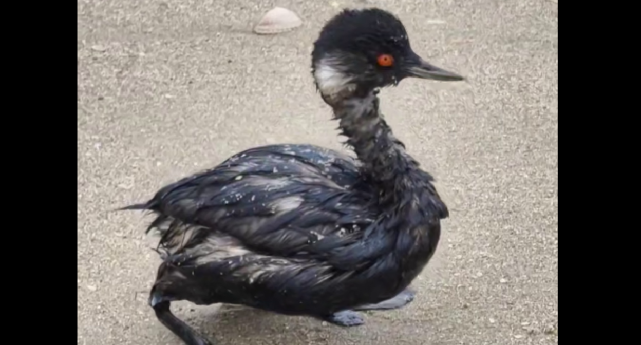 Пострадавшая от мазута чомга. Стоп-кадр видео из Telegram-канала "Маковозовы" от 14.10.25, https://t.me/makovozovy/46253