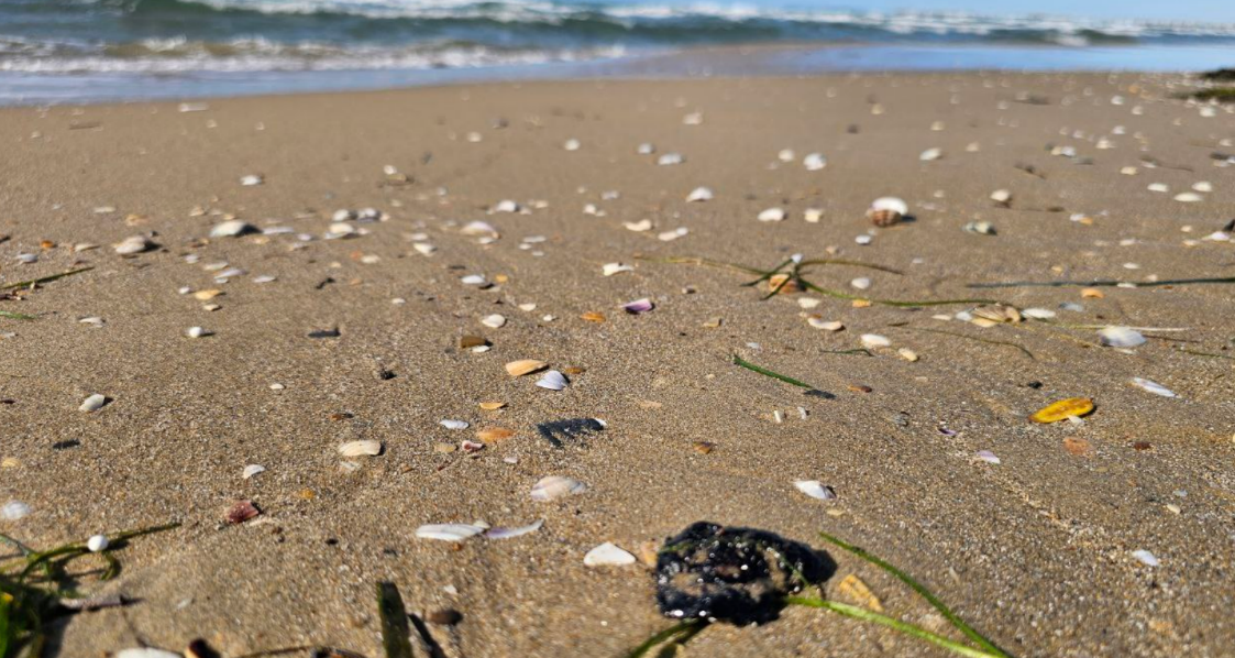 Мазутное пятно в Анапе. Скриншот фото из Telegram-канала Юрия Озаровского от 25.10.25, https://t.me/MoreOz/108767.