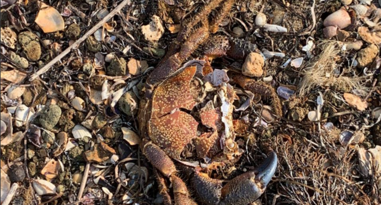 Погибший краб на берегу. Скриншот фото из Telegram-канала штабы "Дельфины" от 08.11.25, https://t.me/razlivnasvyazi/233675/309961