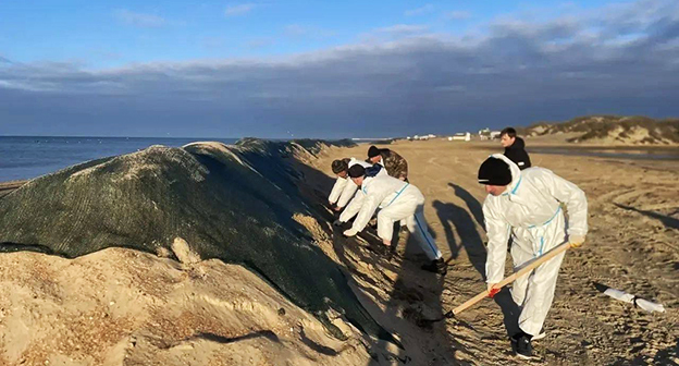 Уборка последствий разлива мазута с побережья. Декабрь 2025 г. Фото:  https://t.me/opershtab23/14691