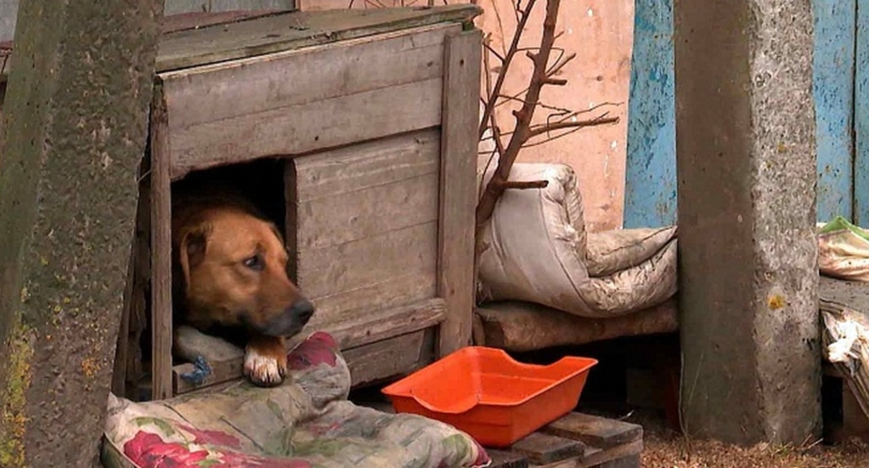 Собака в частном приюте в Аксае. Кадр телесюжета ГТРК «Дон-ТР» https://dontr.ru/novosti/v-aksayskom-rayone-zaderzhali-vladelitsu-priyuta-dlya-zhivotnykh-/