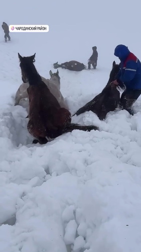 Кадр жители Чародинского района просят помочь им в спасении животных. Фото: Новое дело / Telegram-канал?
