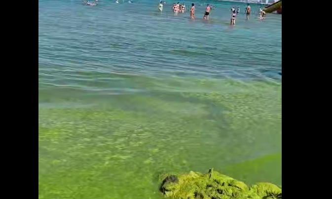Водоросли на Центральном пляже Анапы. Стоп-кадр видео Юрия Озаровского от 02.07.26,, https://t.me/MoreOz/127919 Водоросли на Центральном пляже Анапы. Стоп-кадр видео Юрия Озаровского от 02.07.26,, https://t.me/MoreOz/127919