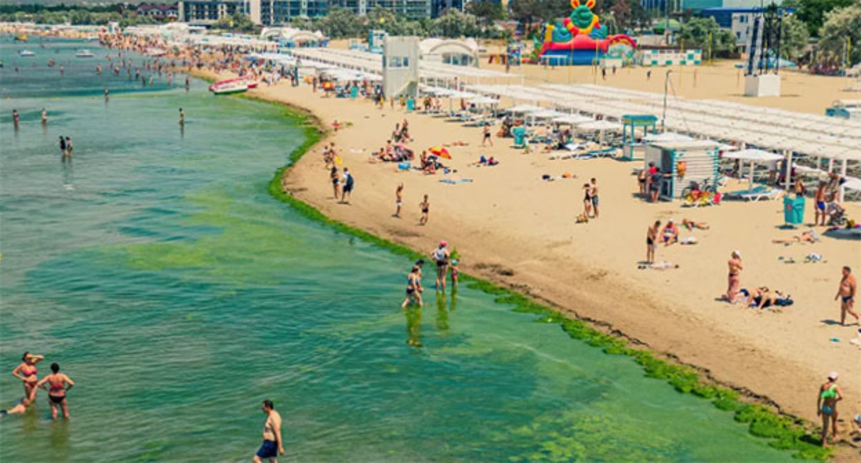 Водоросли на пляже в Анапе. Фото: Антона Быкова, Юга.ру Водоросли на пляже в Анапе. Фото: Антона Быкова, Юга.ру