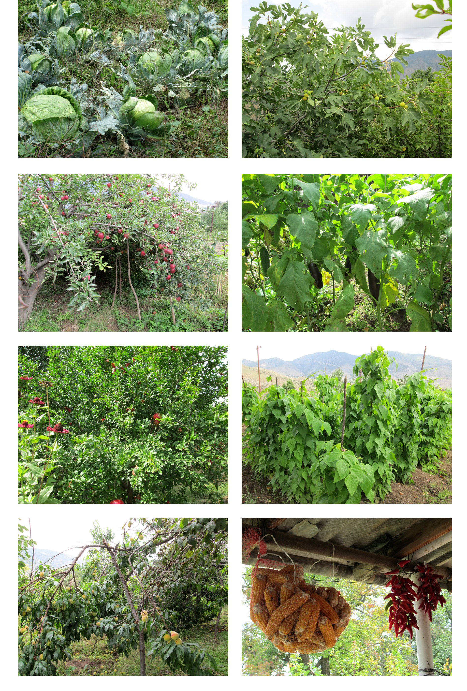 Фрукты и овощи в саду у Артура. Фрукты и овощи в саду у Артура.