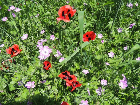 Цветы... Цветы...